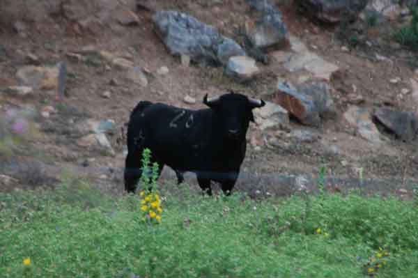 Toro - Cádiz - Andalucía - España 4.jpg